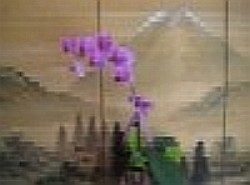  Frederick Flower Frederick Florist  Frederick  Flowers shop Frederick flower delivery online  TX,Texas:Phalaenopsis Orchid Plant